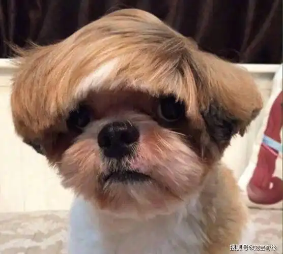 笑不笑由你:超酷的狗狗发型_造型