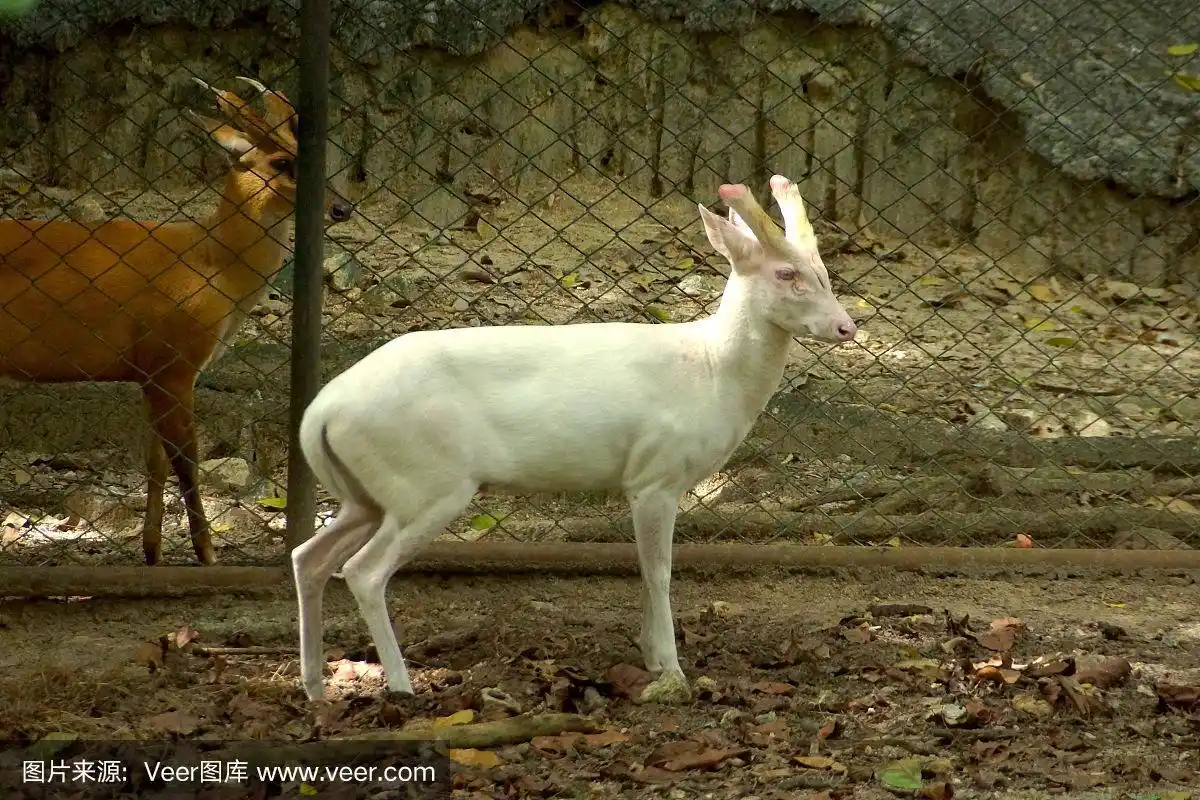 白化麂鹿.(muntiacus muntjak)