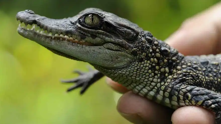 birth of 65 siamese crocodiles in cambodia brings hope to