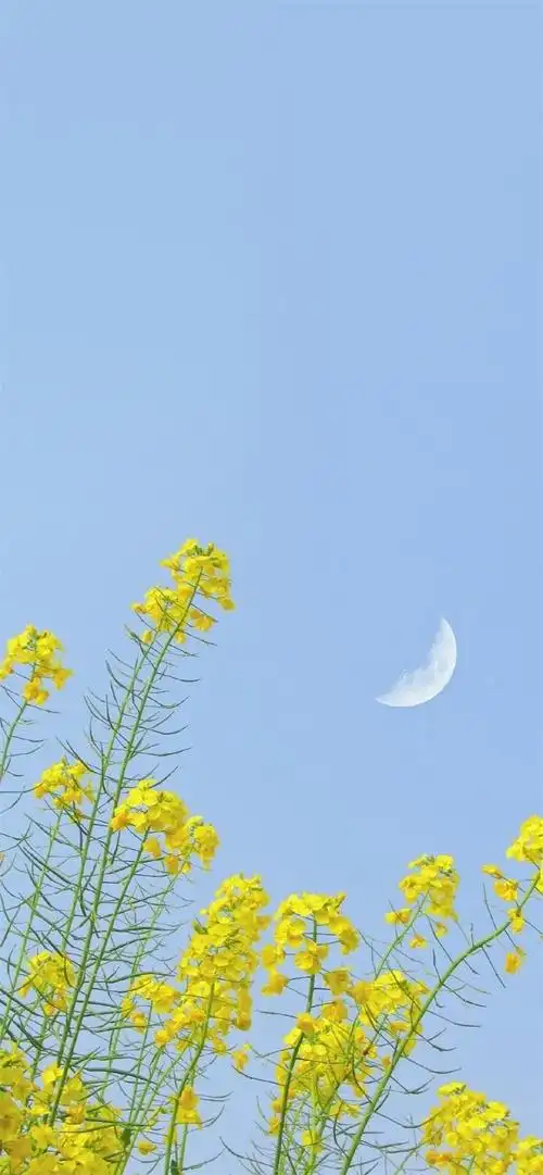 聊天背景图,2020抖音热门壁纸背景图2020抖音最火壁纸图片2020最火