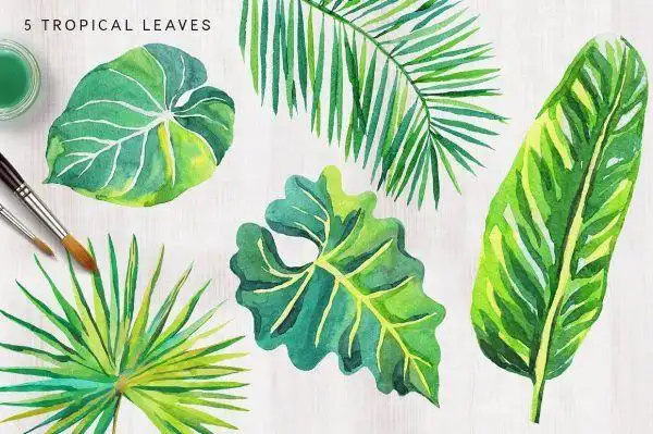 夏日清爽树叶热带植物棕榈龟背手绘水彩png免抠设计素材 - ps饭团网