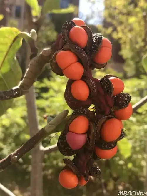 东大这仅有的一串玉兰树果,足以装扮你最美的秋天