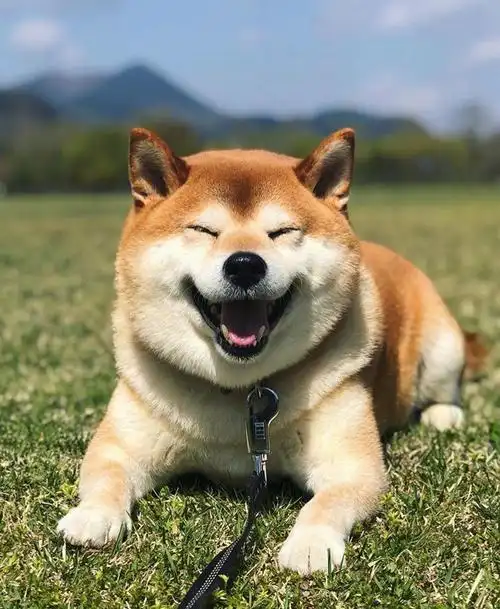 一只爱笑的可爱胖柴zt