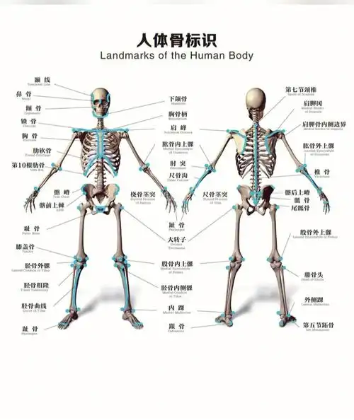 医学生解剖图集 解剖学