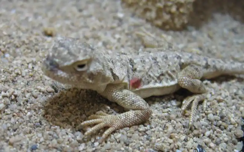 【卷尾沙蜥】娇羞的开食_哔哩哔哩 (゜-゜)つロ 干杯~-bilibili