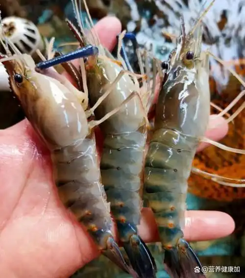 基围虾和罗氏虾是当下热销的品种,其实这两种虾都是淡水养殖虾,但他们