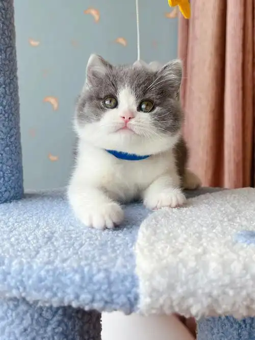 北京猫舍超级甜美英短蓝白妹妹06