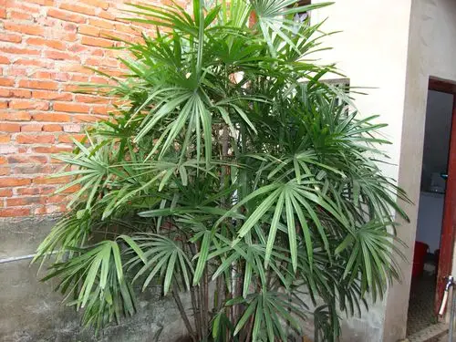 忍痛出售自家天井瓶养的棕竹