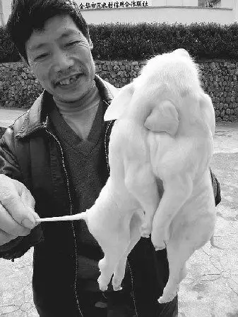 金华婺城区塔石乡发现罕见连体猪图