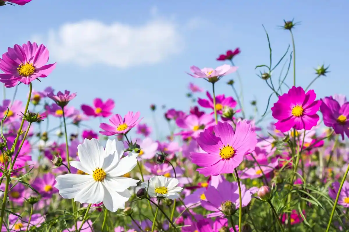 波斯菊属于一年生或二年生植物,并非典型的宿根花卉,其生长周期通常在