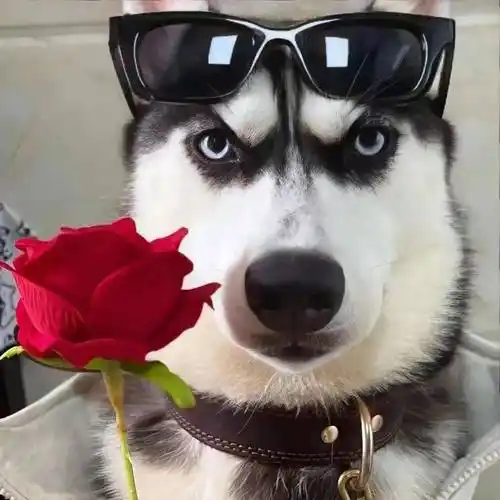 头像|怦然心动的头像