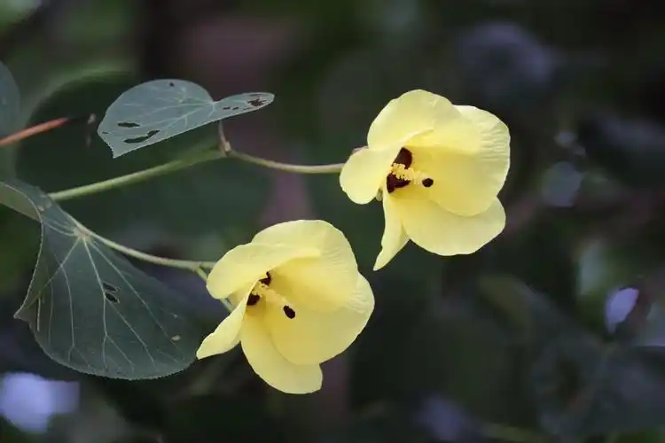 黄槿有个小秘密