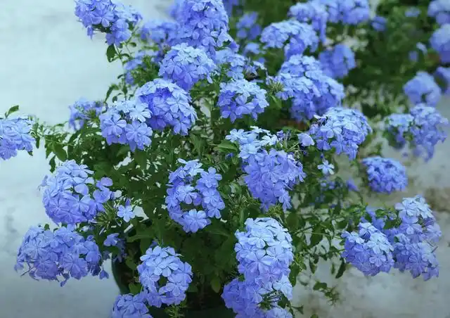 蓝雪花,阳台盆栽"永远滴神",管理粗放,花色美丽,四季有花看