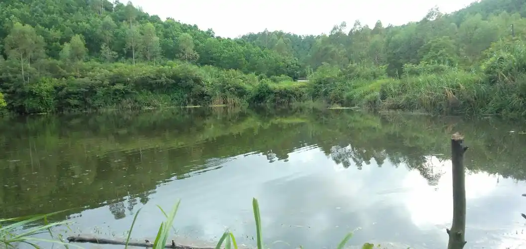 看看鱼塘 - 简书