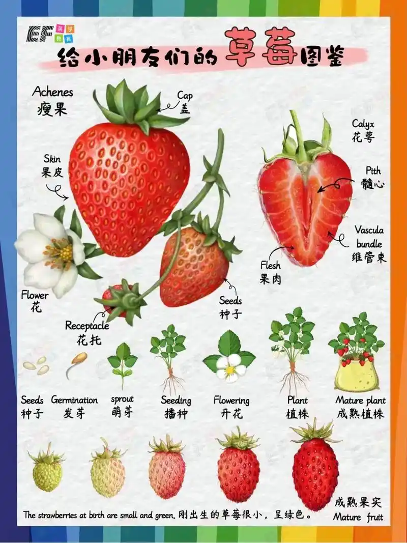 英文知识小百科|91草莓原来是假果?酸甜的草莓91上市啦, - 抖音