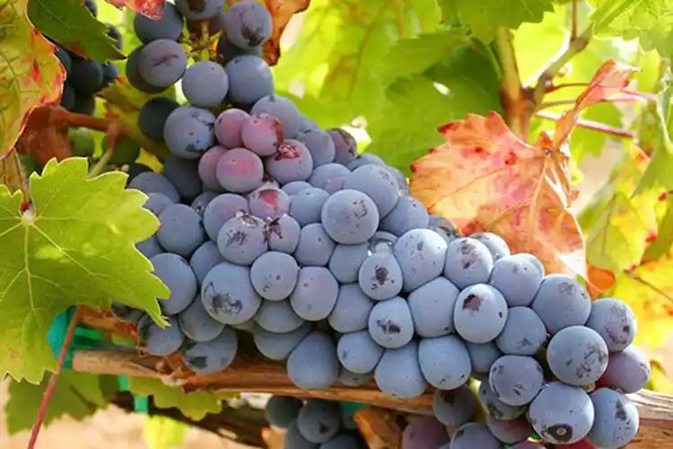 克莱尔谷:澳大利亚顶级雷司令产区_葡萄