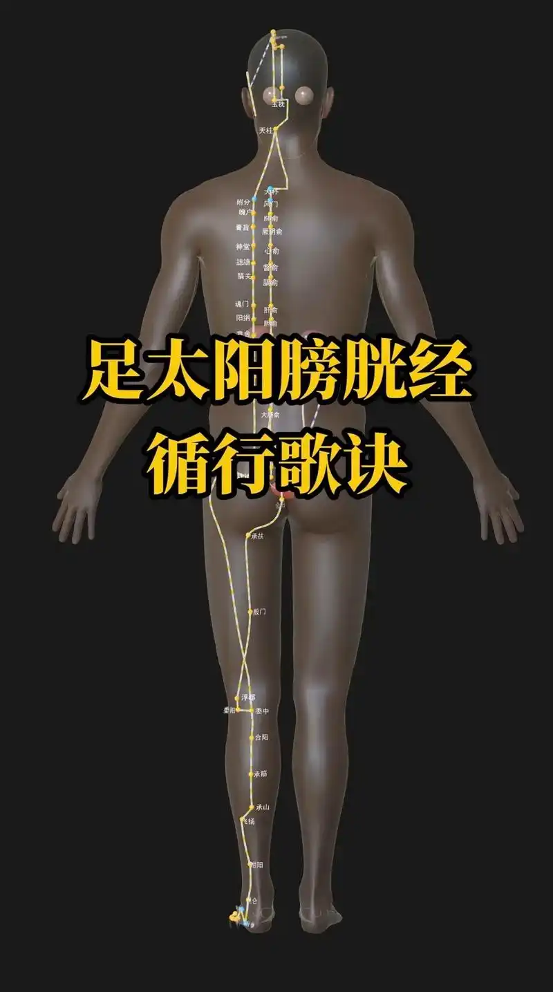 足太阳膀胱经循行歌