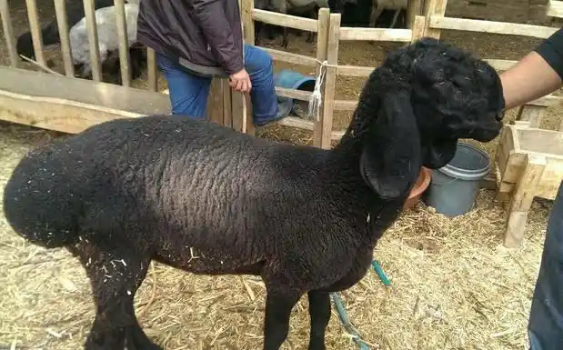 喀什这家"刀郎羊",1000一斤,每一口都是钱的味道,吃了就后悔