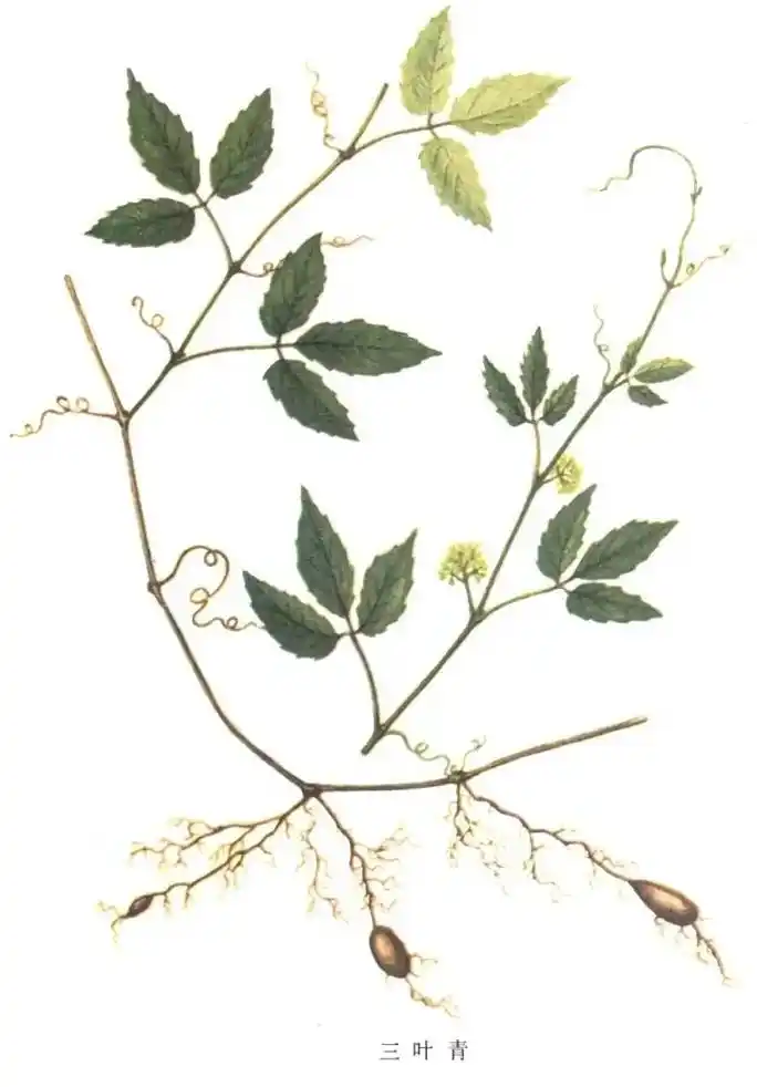 今天学习了鉴定小叶三叶青.#传承中医文化 #中医养生 #识百 - 抖音