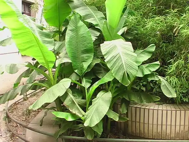 展开全部 芭蕉树  用于园林点缀,北方不可以露地养植.