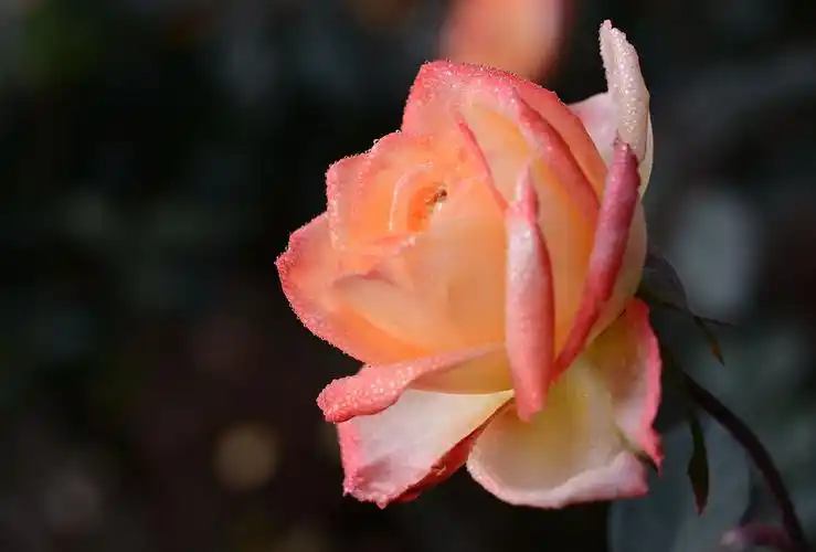 2021年第一次抬着大机到南湖玫瑰园拍玫瑰花.(手生了)