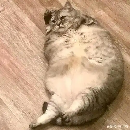 俄罗斯一猫咪靠肥胖走红被指故意给猫增肥铲屎官直喊冤