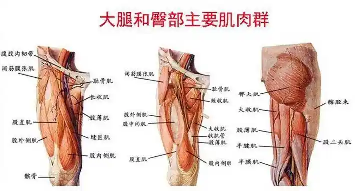 练臀腿很厉害,是这样去蹲的_大腿_动作_肌肉