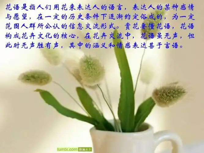 各种花及其花语展示.ppt