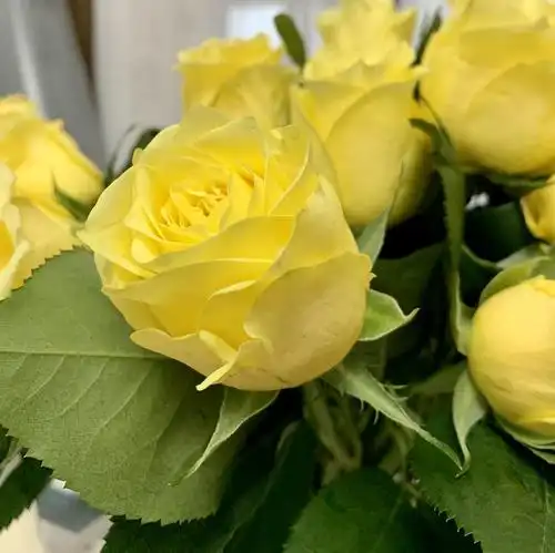 金枝玉叶是最纯粹的黄色玫瑰