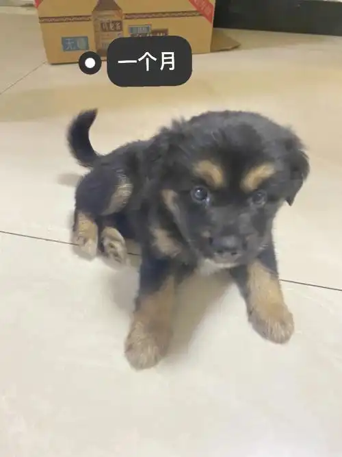 中华田园犬四眼狗黑豆长大对比