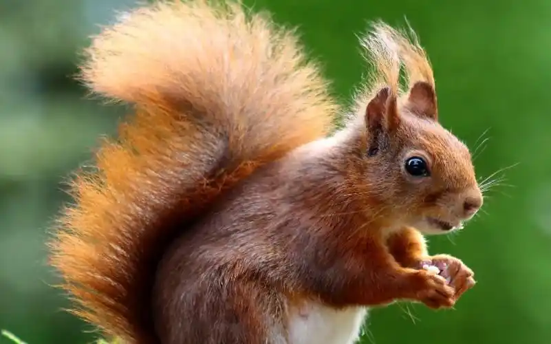 【小松鼠】毛茸茸的尾巴