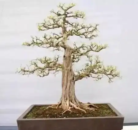 五张图片教你怎样识别树桩盆景的一二三级枝