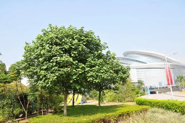 哈密瓜的功效_发财树-动植物