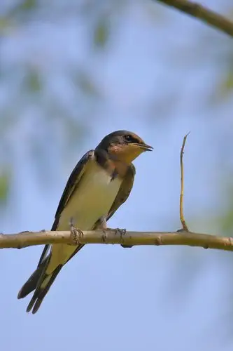 劳累的雨燕北京奥森夏天清晨早晨雨燕
