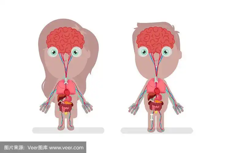 人体解剖矢量图
