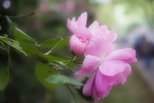 心旷神怡,清新扑鼻的粉色蔷薇花的花语是爱的誓言,执子之手,与子偕老!