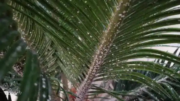 苏铁白斑,白虫子?