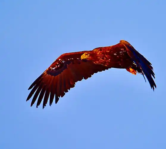 金雕展翅 - 知乎