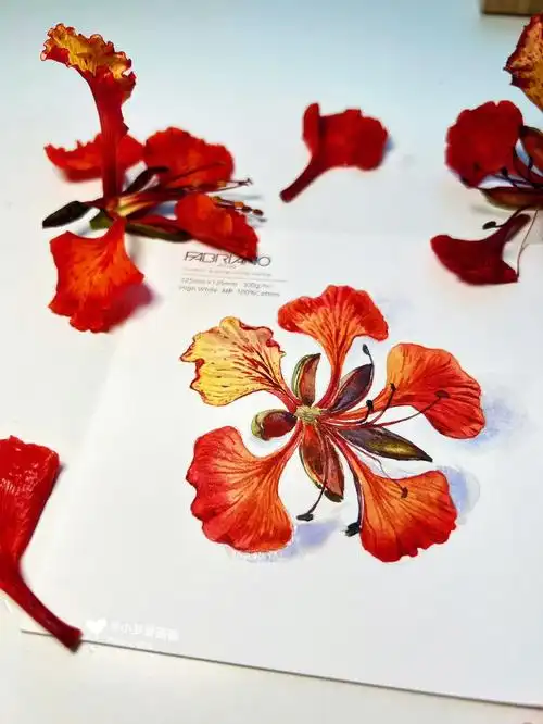 水彩写生画一朵红红火火的凤凰花