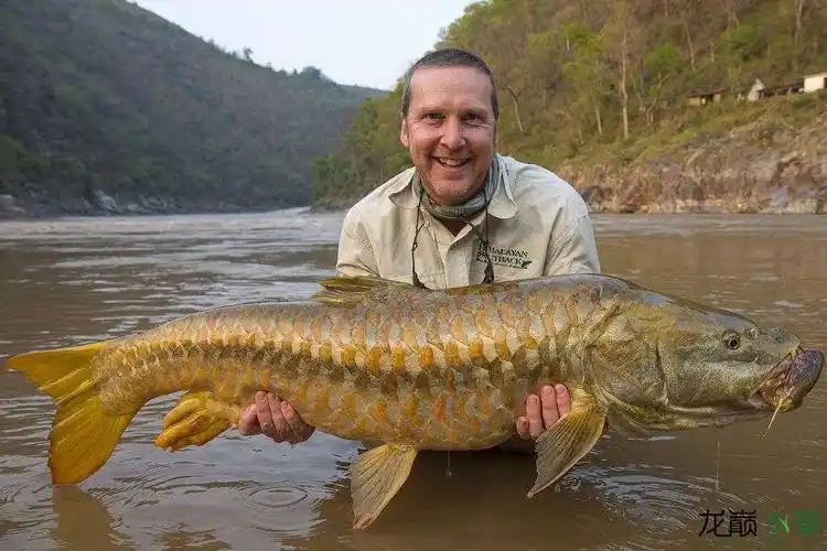 金鳞巨怪"黄鳍结鱼"(金吉罗)