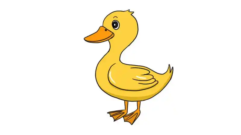 2,然后画出鸭子的身体,翅膀和尾巴,再画出它的脚;1,首先画出鸭子的