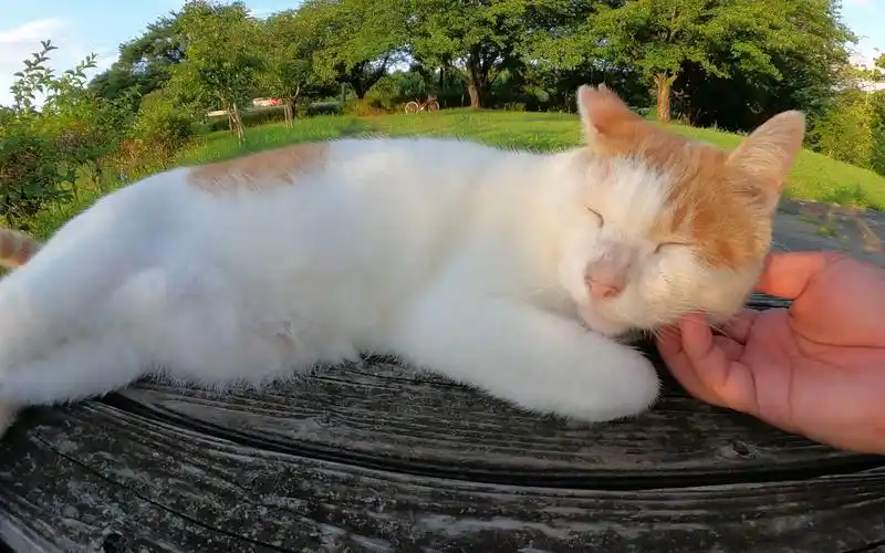 一只可爱的猫躺在公园的长椅上,沐浴在夕阳下