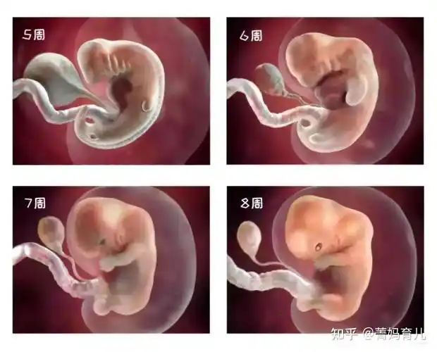 一张图带你了解胎儿器官形成关键期,远离致畸物,保护胎宝健康