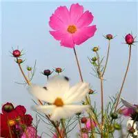 微信格桑花头像图片【点击鼠标右键下载】