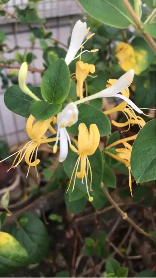 金银木和金银花,一定要分辨好,一种能吃一种有毒