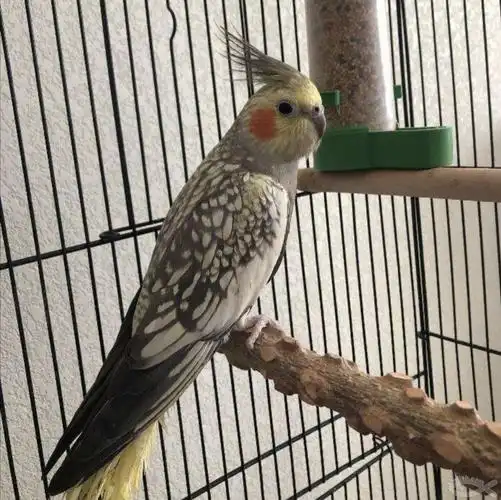 2月龄玄凤幼鸟玄凤鹦鹉鸡尾鹦鹉黄化珍珠会说话玄凤一对可繁殖蛋