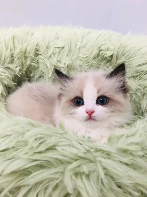 布偶猫拍照全凭小崽子的心情