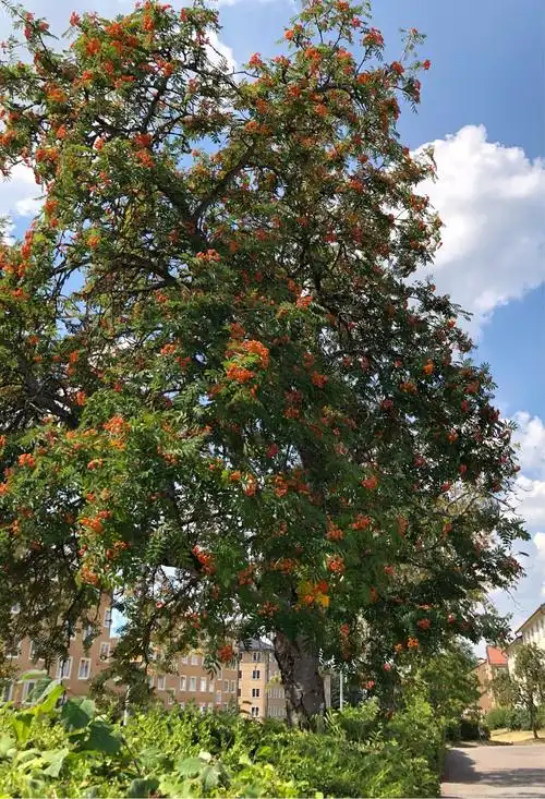 其它 花楸树 写美篇花楸,正名为:梓,又名楸,水桐