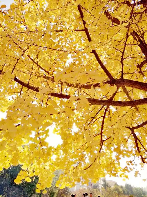 赏三峡大学银杏树 - 美篇