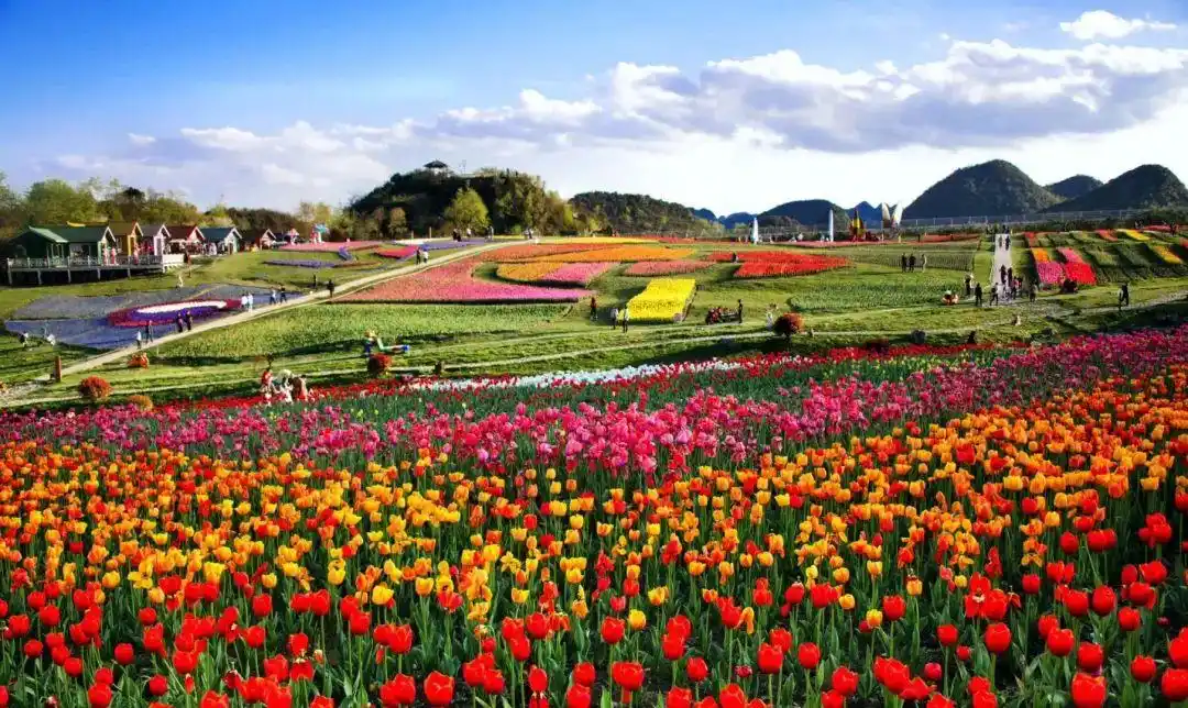 乡游黔中│春日不能少的月季花海专属中塘村的醉美芬芳